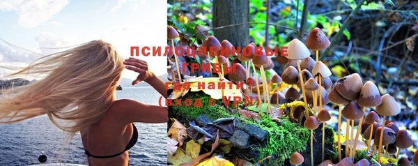 гидра Михайловка